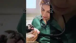 약이 너무 싫었던 아기 강아지