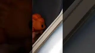 Can you dry a Funko pop in the dryer?