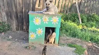 Кот кошка и котёнок пришли в гости к собаке 🏡🐕🐈🐈🐈 