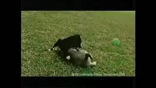 Pedigree 2006 Commercial- We're For Puppies