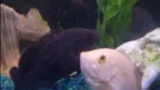 FISH!