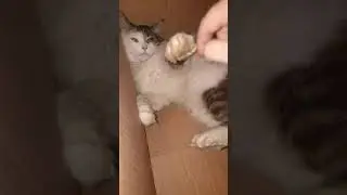 КАК МАЛО ДЛЯ СЧАСТЬЯ НАДО! 🤣 