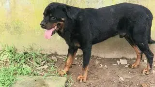 Rottweiler đẹp khỏe Loki bất chấp tuổi tác