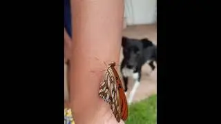 Fotos do Scott com uma Borbolata🐶🦋