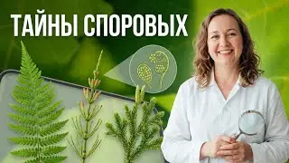 Папоротники хвощи и плауны. Строение. Размножение.