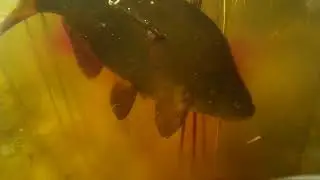 Bream,Лещи.