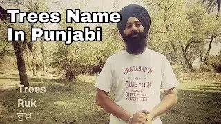 Trees Name in Punjabi | Learn Punjabi And Culture