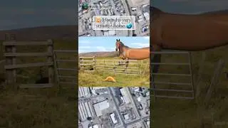 🤯I found a very strange horse on Google Maps 🌎 