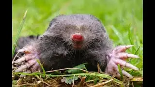 Deadly Bites: The World's 10 Most Venomous Mammals! #DeadlyMammals #VenomousAnimals #ToxicCreatures