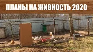 Планы на Живность 2020