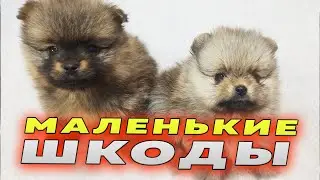 Spitz puppies are 37 days old. Spitsnaz in action. Spitz Bella is a greedy person. We look at the...