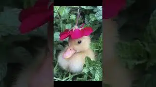 видео моё! 