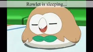 Rowlet is sleeping 😴 💤...