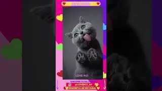 Ensaio fotográfico felino!!! 😍 