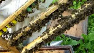 ИО пчеломаток... и снова контроль и учет :)