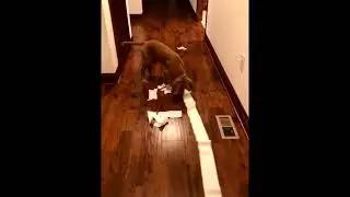 Rosie is on a Roll! Dog Plays with Toilet Paper Roll