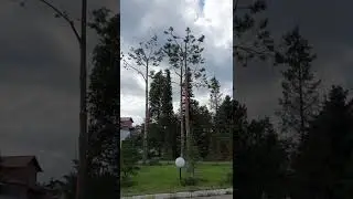 Арбористика  паркового участка 28 07 22г