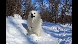 Японский шпиц на зимней прогулке 2 серия [Full HD]. Japanese Spitz on a winter walk