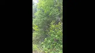 Incredible Wolf Barking