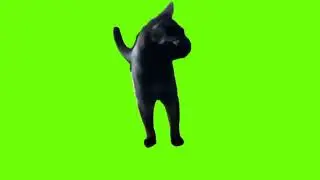 green screen cute cat shaking head