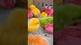 ayam warna warni #lucu #cute #ayamwarnawarni #shortsfeed #animalcute #animalcute