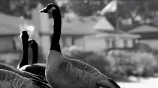 The Enemy: Hidden In Plain Sight - Short Film