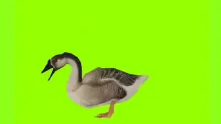 Swan Green Screen Video, हंस Copyright FreeGreen Screen Video! 