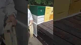 #пчеловодство