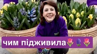 Чим підживити гіацинти, тюльпани, нарциси