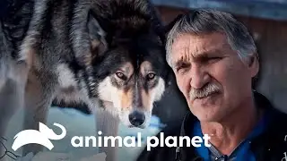 Animais selvagens são atendidos pelo doutor Jeff | Veterinário das Montanhas | Animal Planet Brasil
