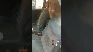 Enseñando a hacer un paseo en carro al perrito