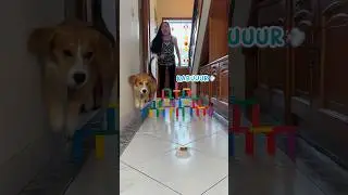 LOMBA MAKAN MANUSIA VS ANABUL‼️😱 