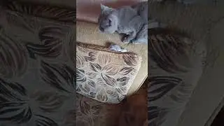 Лень-это наше все🐈‍⬛🐀🥫