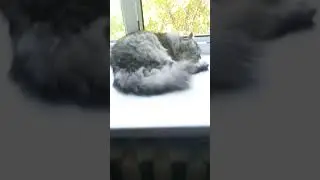 зачем я завëл кота