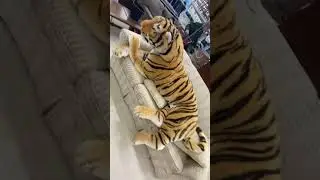 Flipping $300 Tiger from the Thrift Store❗️ 