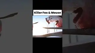 Killer Fox and Mouse | #shortfeed