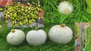 First of the November what i did is harvesting in the garden/নভেম্বর মাসে আমি কি কি হারভেসটিং করলাম