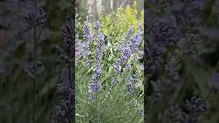 мой утренний ритуал