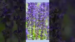 Best Herbs for Sleep 