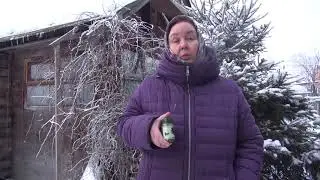 ЛИШНИЙ ВЕС || Жирная фракция хвои нам в помощь