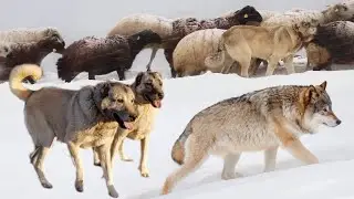 THE STRUGGLE OF THE WOLVES!! HD DOCUMENTARY