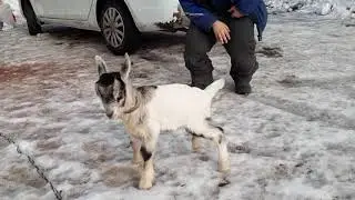 Козлик Питуния-Грувер