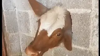 Kayfiyatni ko‘taramiz. Funny video
