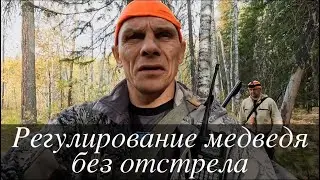 Охота на медведя с лайками. Регулирование без отстрела.