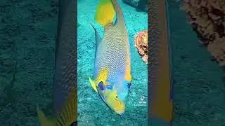 Queen angelfish on the wild #marineaquarium #reeftank #reefcommunity #saltwateraquarium