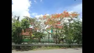 Bunga Pohon Sepe Sudah Bermekaran #KotaKupangNTT#bunga#pohon#Jalanjalan#kota