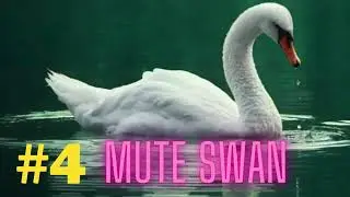 most beautiful birds in a world l beautiful bird's