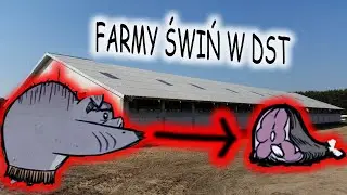 Świnie i proces przetwarzania ich na MIĘSO w DST 