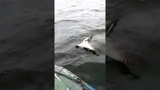 Чайки постоянно атакуют воблеры фирмы Rapalа.