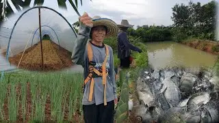2 ไร่ เกษตรผสมผสาน ปลูกพืชหมุนเวียน สร้างรายได้ทั้งปี  จ.นครพนม
